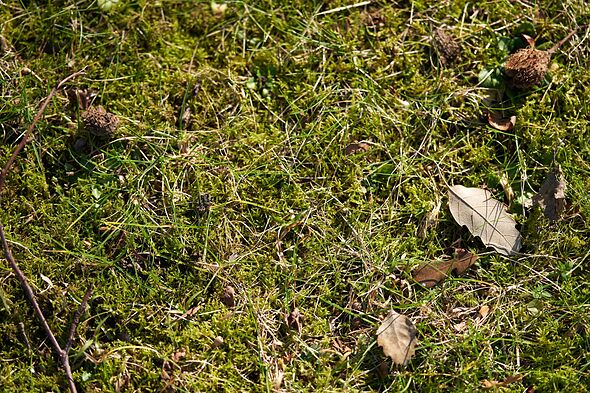 Gardeners warned lawn moss will keep returning if they make common ...