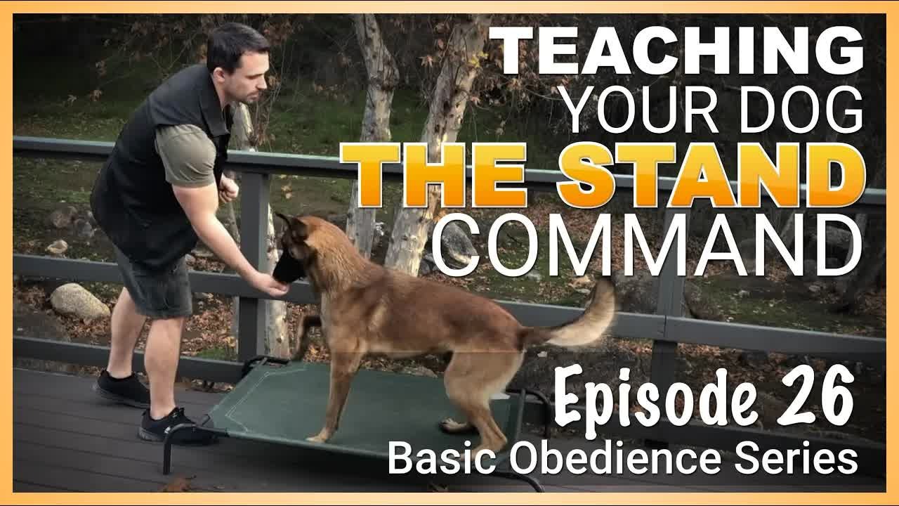 Why this simple command can make your dog more reliable and responsive