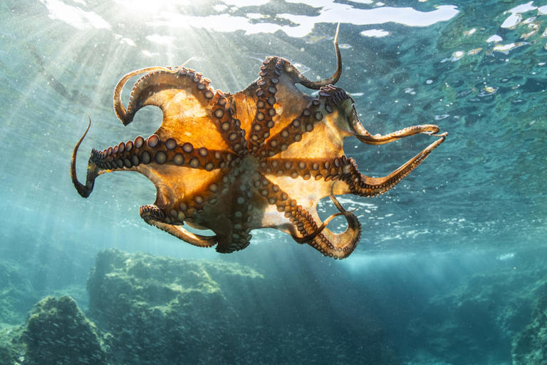 ¿Es verdad que el pulpo tiene tres corazones y nueve cerebros? La ...