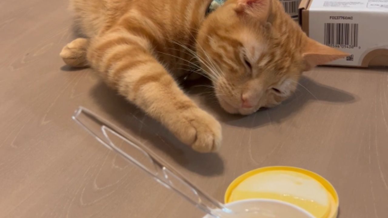 Clever orange cat employs stealth to savor ice cream undetected