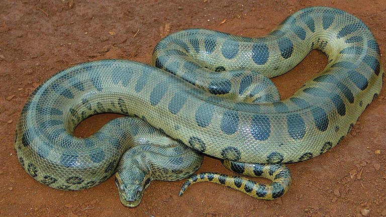 A 100-kg green anaconda can disappear beneath Amazonian vegetation