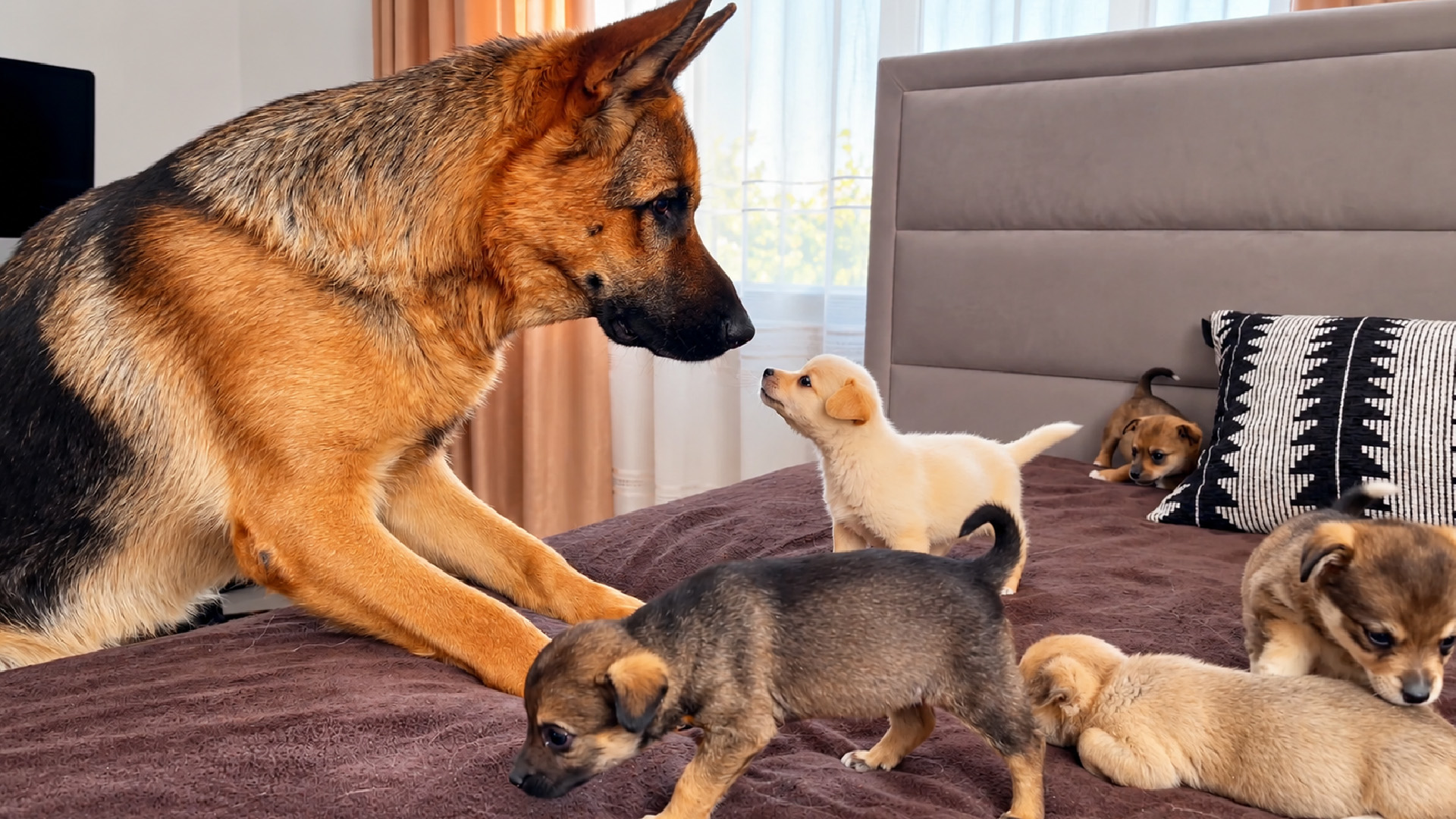 Tiny puppies gather around a calm German shepherd