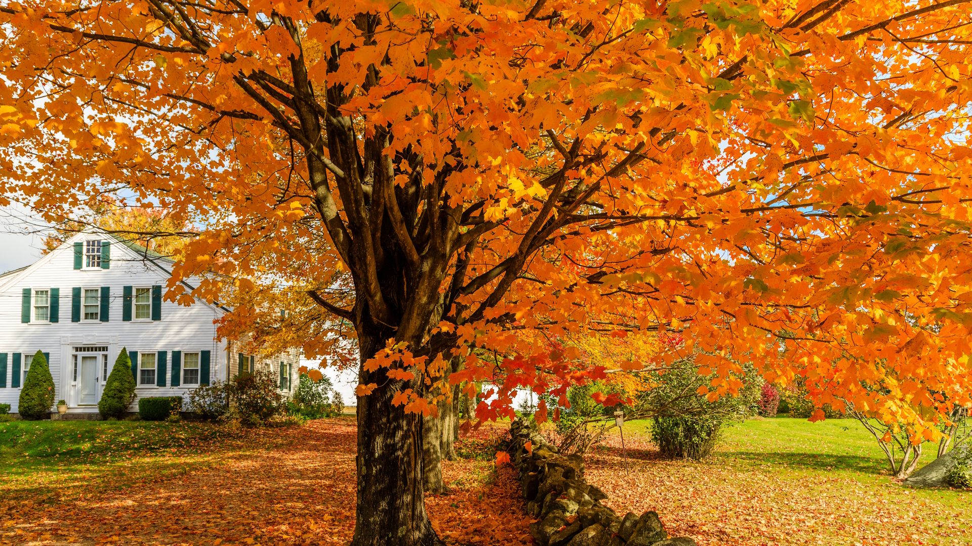 Prune dead or damaged branches of these trees in October to keep them ...
