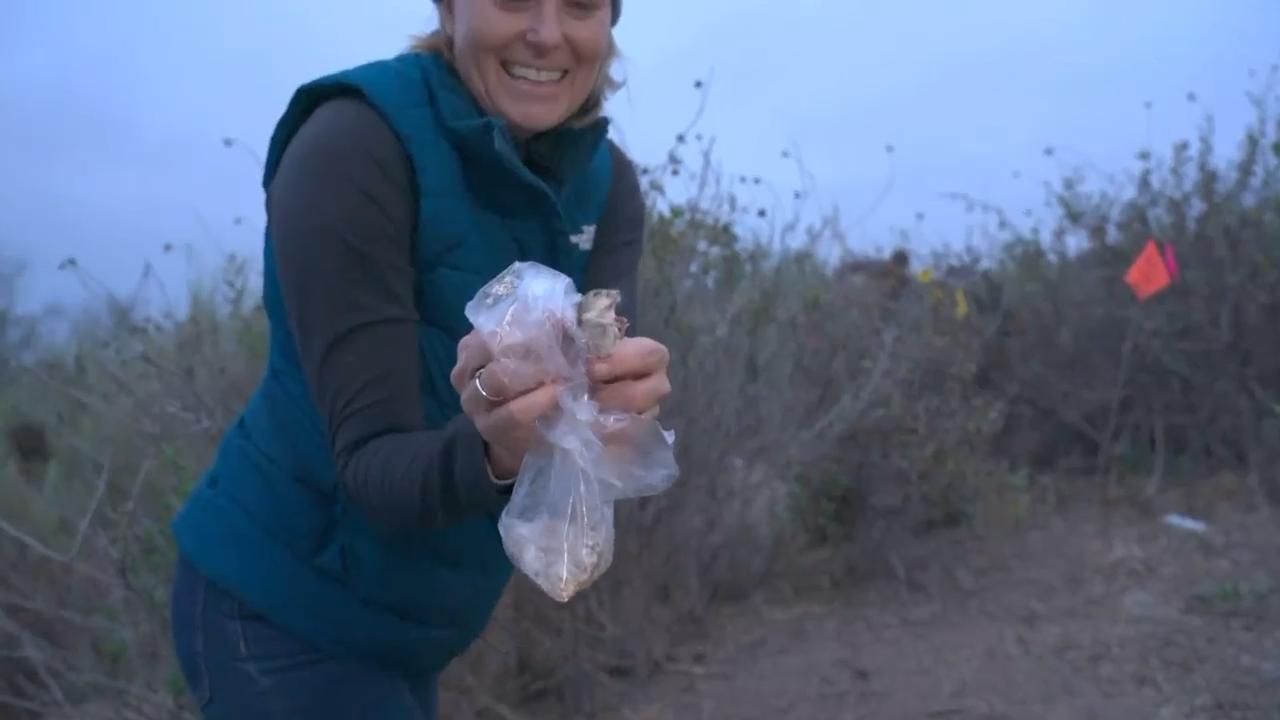 Endangered, thumb-sized mouse released into new habitat