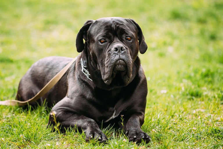 Dogs we wish could stay longer: 10 breeds with the shortest life ...