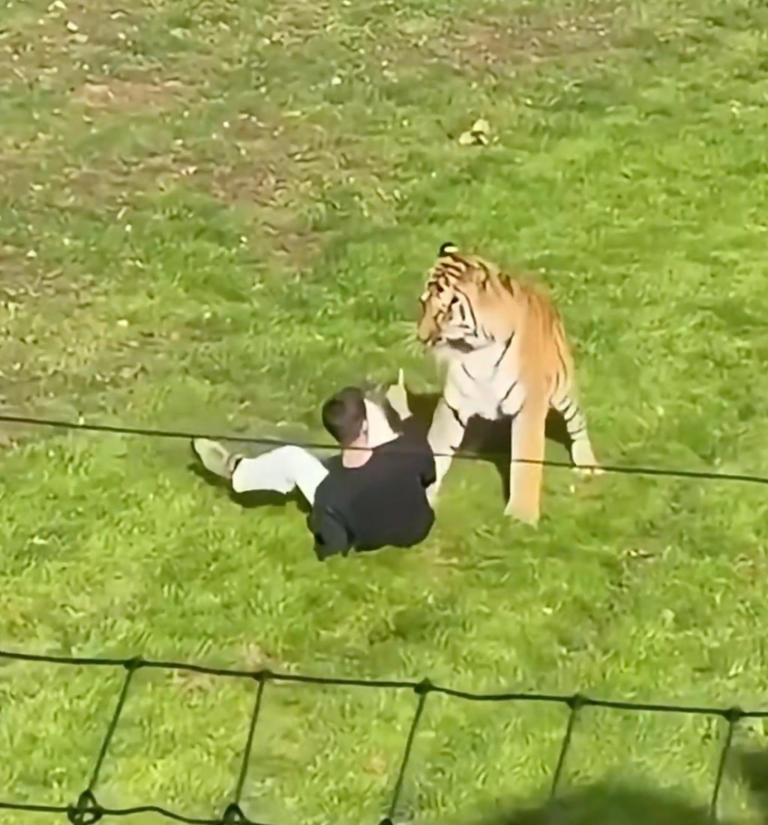Man mauled to death by tiger was happily dancing, posing for pics with ...