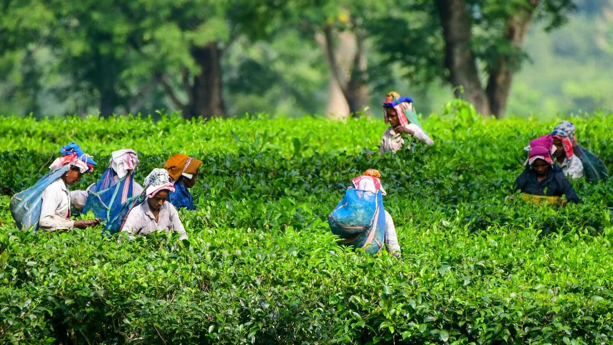 Tea Board pushes to make tea auctions transparent, competitive