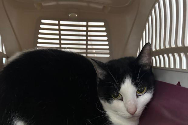 RSPCA urges Oxfordshire residents to adopt rescue cats