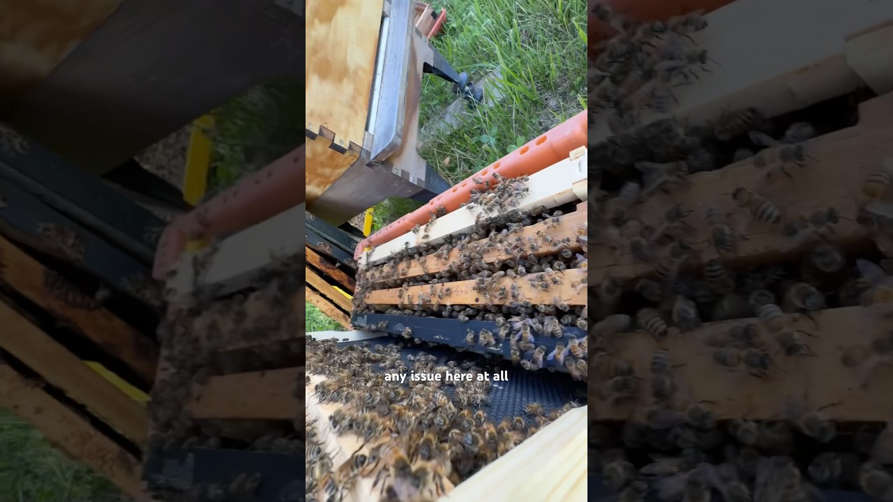 Moving our wild swarm into their new hive