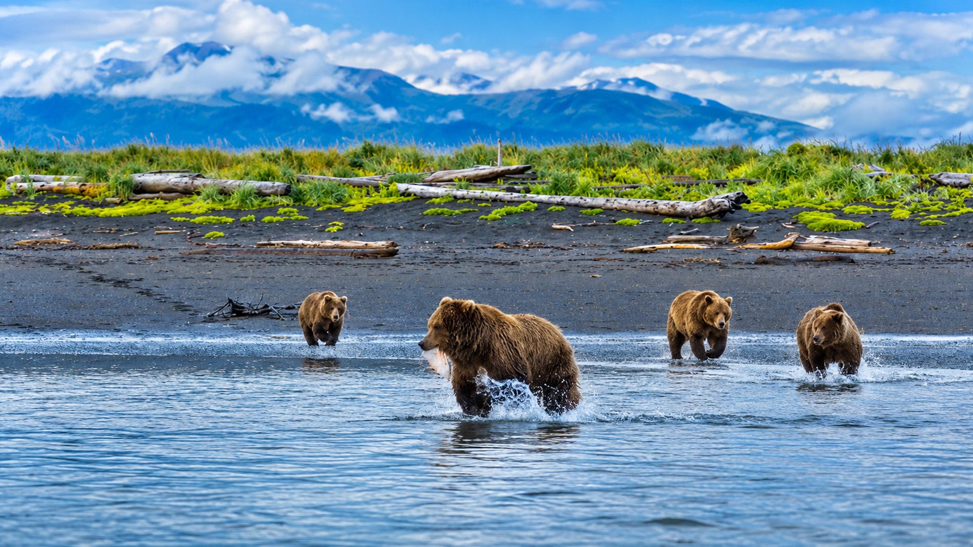 The moment Alaska's bears hunt for river salmon