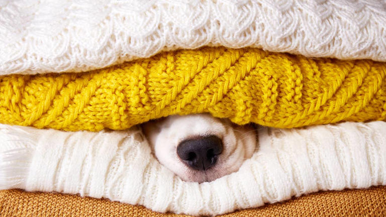 10 best dog sweaters to keep your pup warm (and stylish) this fall