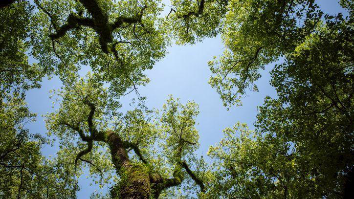 Council exceeds Surrey tree planting target