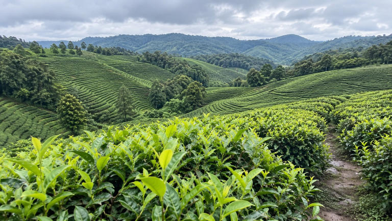Which country produces the most tea in the world?