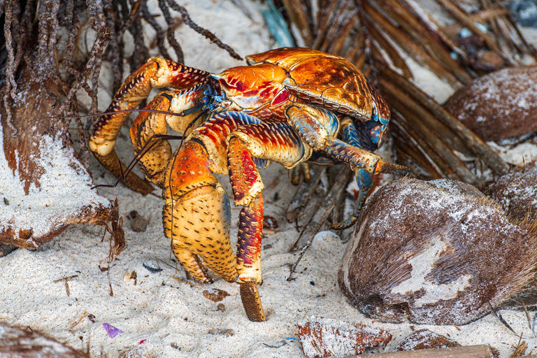 Christmas Island, Territory of Australia, October 10th 2022: A giant coconut crab beside a coconut that gives a true idea of its immense size. Christmas Island is an Australian Territory located in the Indian Ocean south of Java.