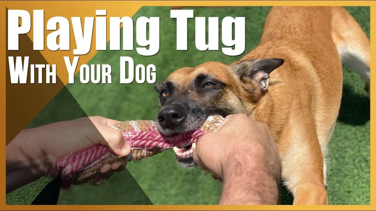 Why most dogs get tug-of-war wrong without this simple training fix