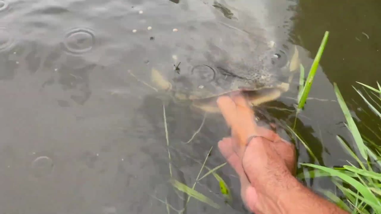 He kept hand-feeding his monster fish until one grabbed his finger