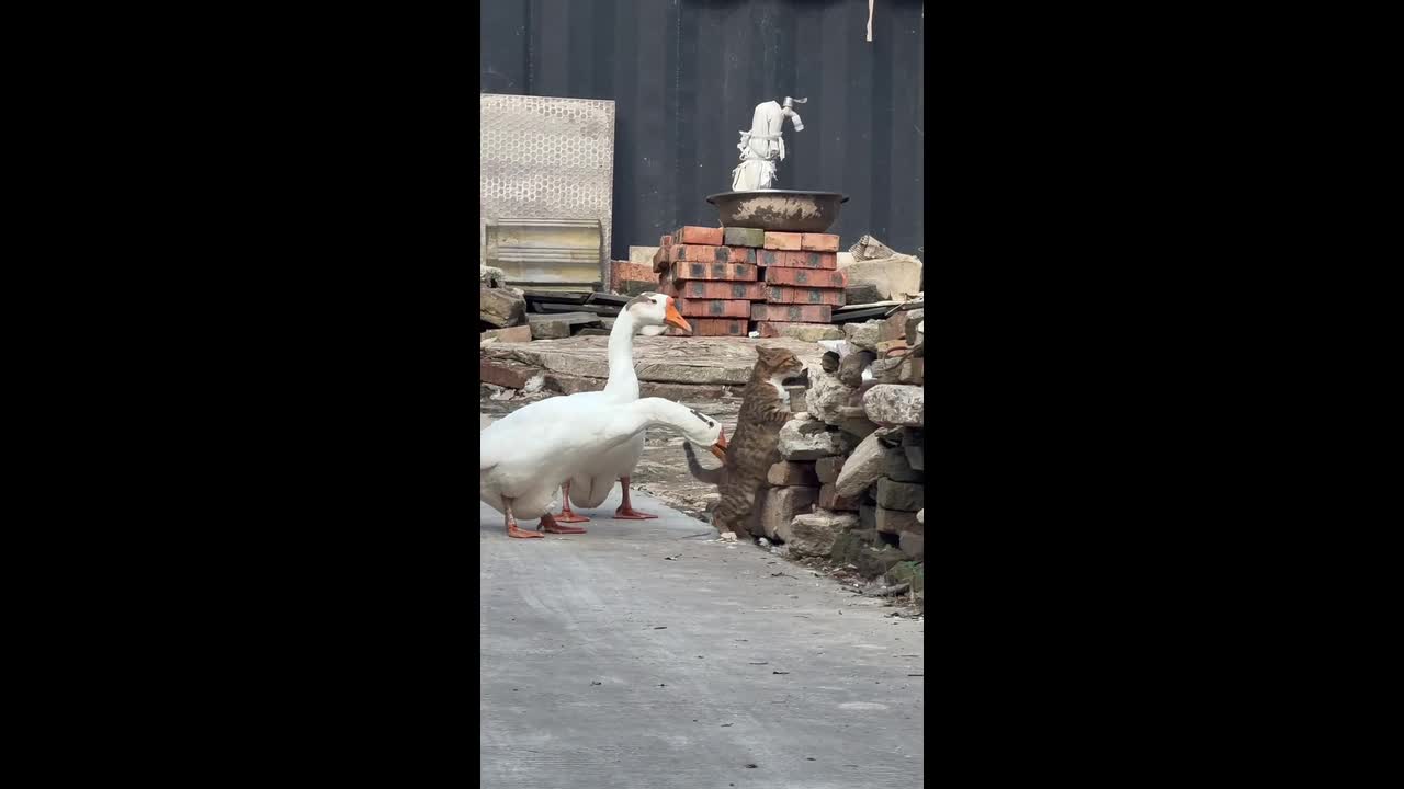 Cat hilariously fights back against a goose while perched on a pile of ...