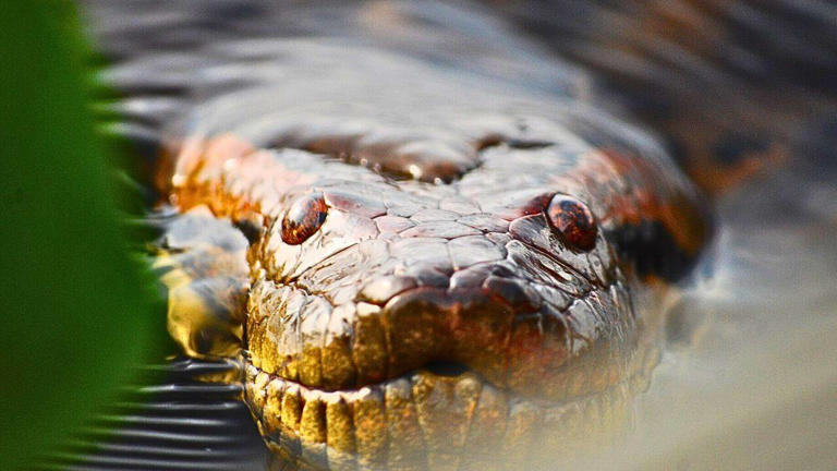A 100-kg green anaconda can disappear beneath Amazonian vegetation
