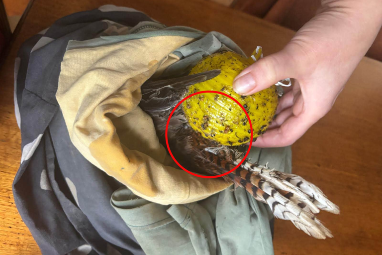 Calls for new ban after sad find in Aussie backyard: 'Don't use them'