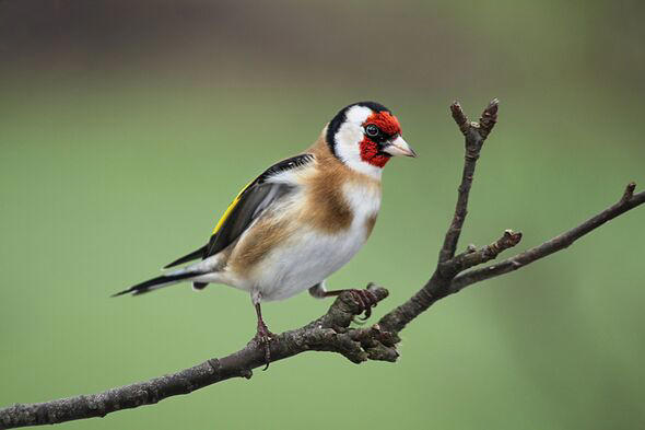 Goldfinches flock to UK gardens if you plant one flower that's their ...