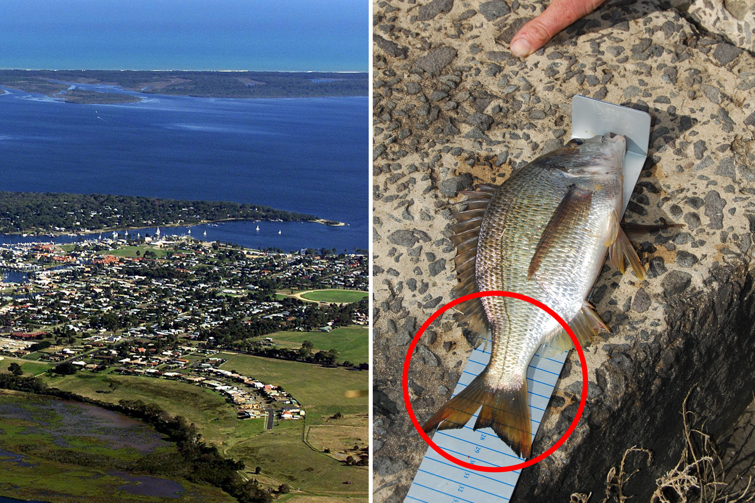 Aussies warned over unusual fishing rule with $4,000 fine: 'Too big'