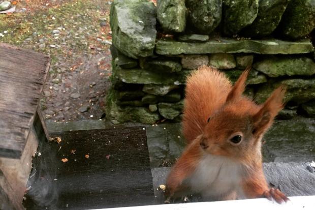 Red Squirrel Awareness Week highlights squirrelpox threat