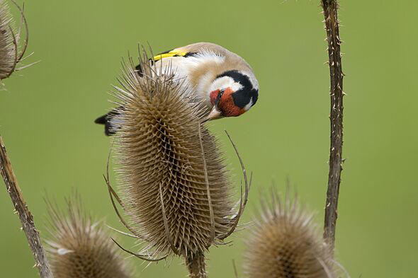 Goldfinches flock to UK gardens if you plant one flower that's their ...