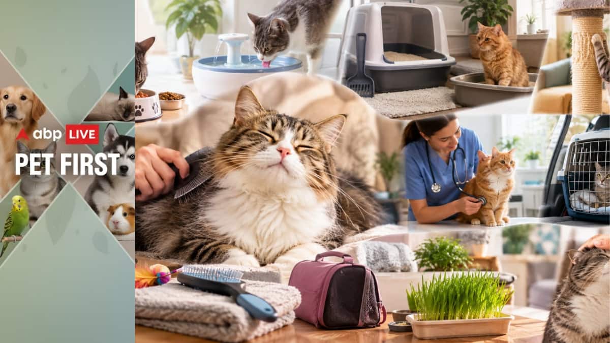 Pet First | Is your cat truly healthy? Vet shares 10 cat care tips that ...