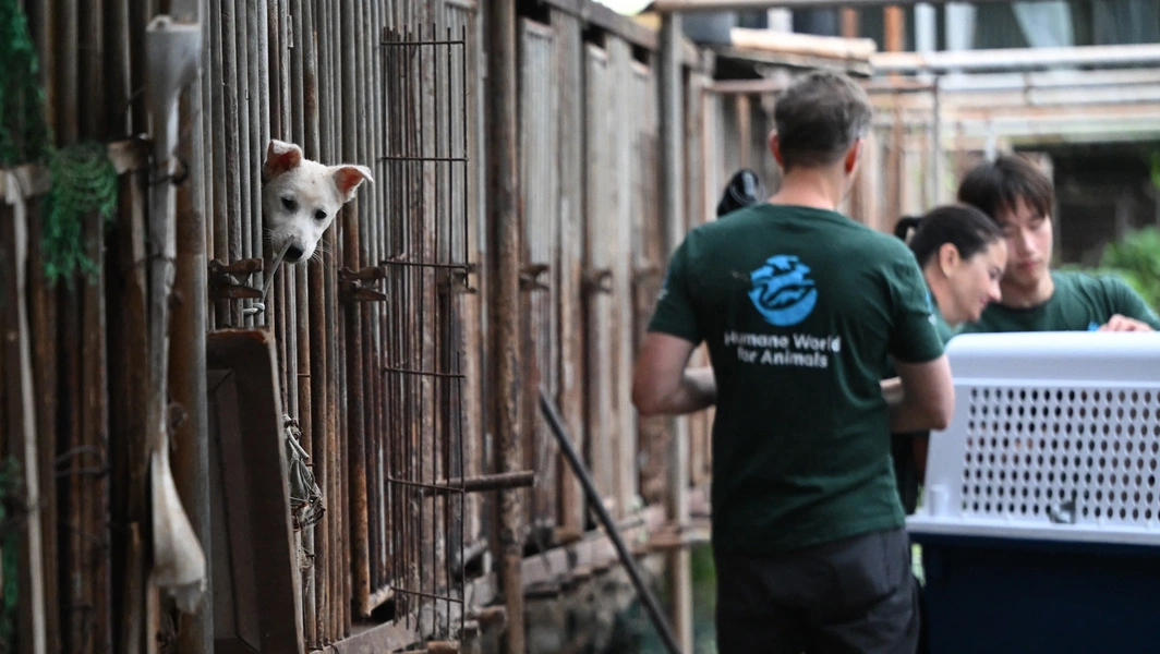 5 key Humane Society initiatives in 2026