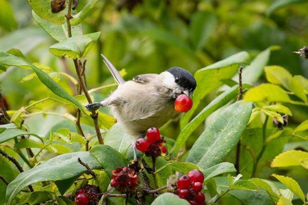 Bird's berry 'nose' draws Rudolph the red-nosed reindeer comparison