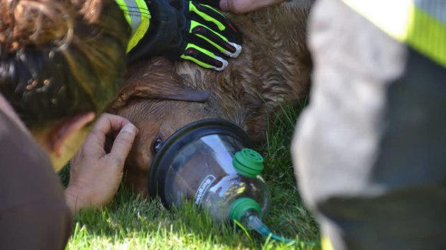Dog survives 40 minutes in Massachusetts house fire, fueling calls for ...