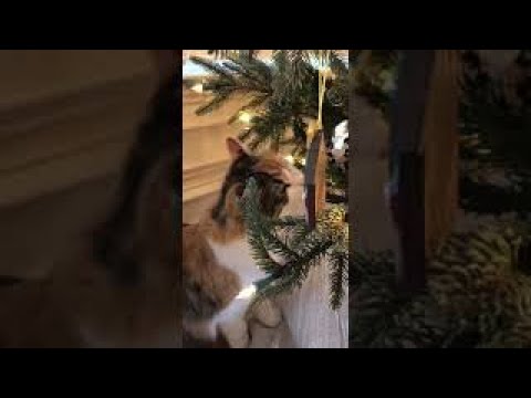 I built a cat proof Christmas tree fence