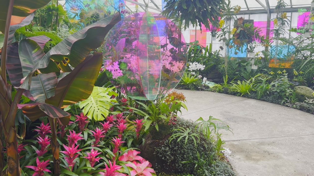 Marie Selby Botanical Gardens’ 2026 orchid show brings art, light and ...