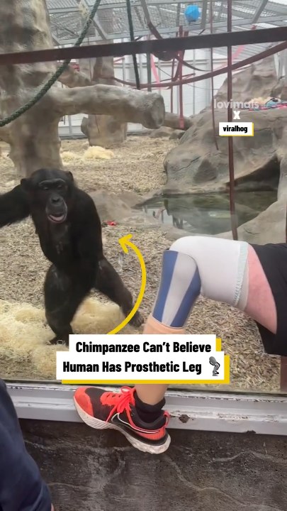 Chimpanzee can't believe human has prosthetic leg