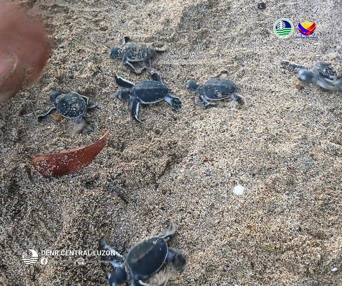 Over 170 green sea turtle hatchlings released into sea in Aurora