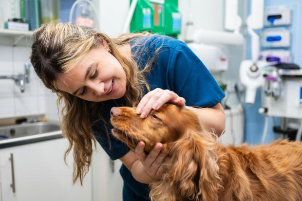 Pet owners urged not to overlook signs of dental disease in older cats ...