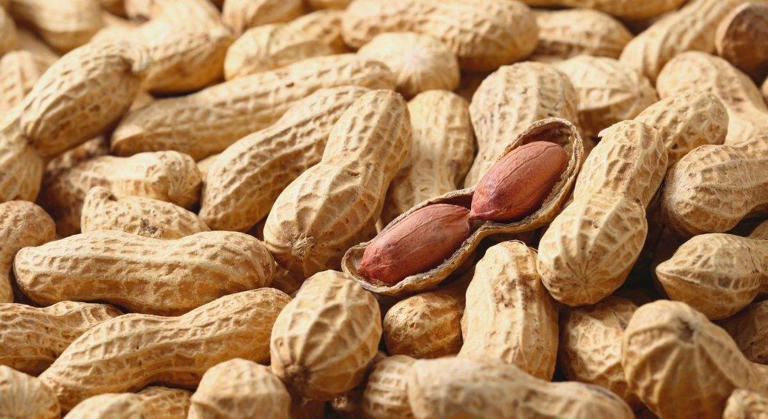 Los médicos y nutricionistas coinciden:  "El consumo diario de cacahuetes influye positivamente en las regiones cerebrales relacionadas con la memoria"