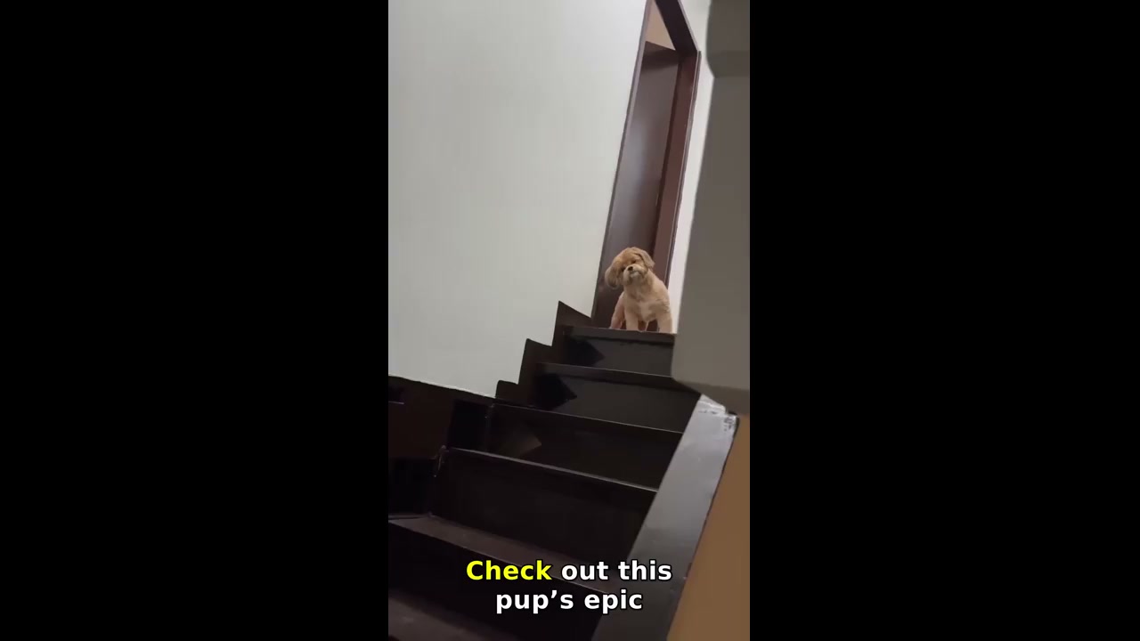 Dog waits patiently on stairs for owner in Pasay