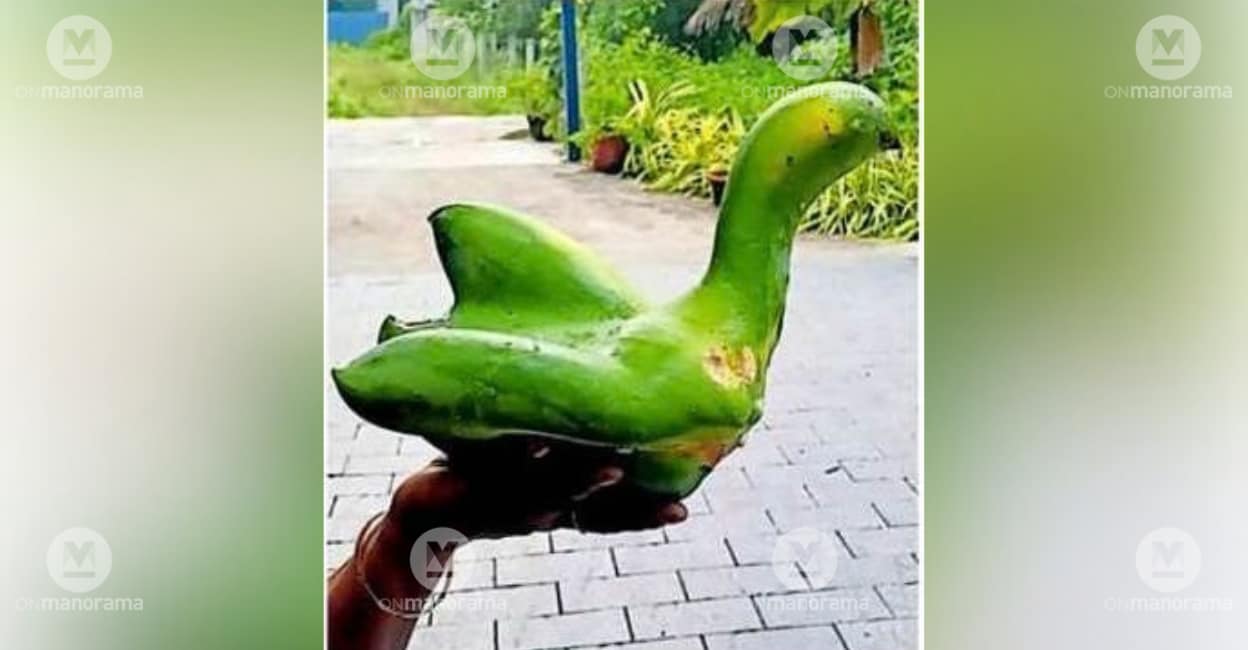 Swan-shaped papaya at Alappuzha native's courtyard becomes a local ...