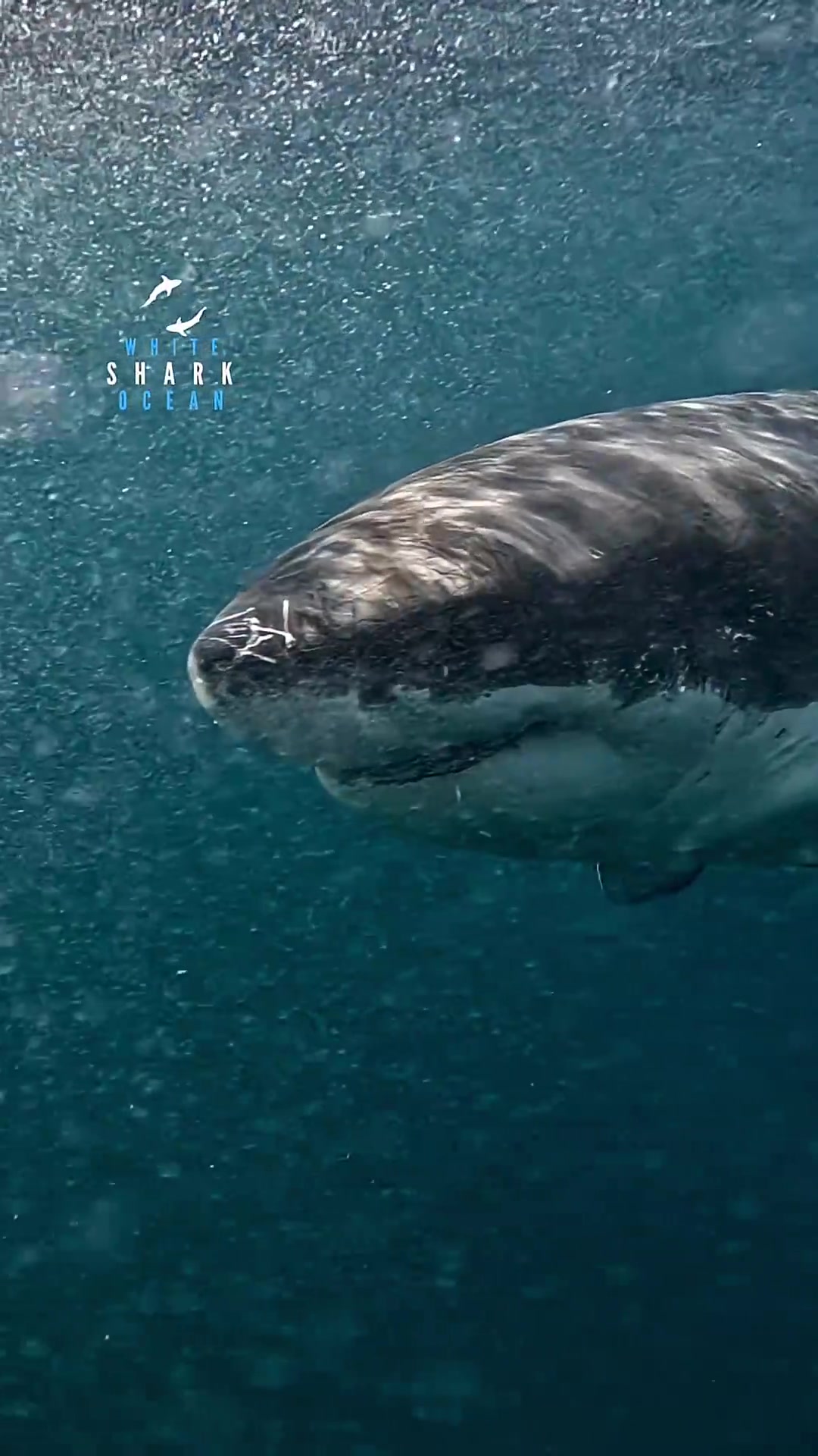 Great white shark boop