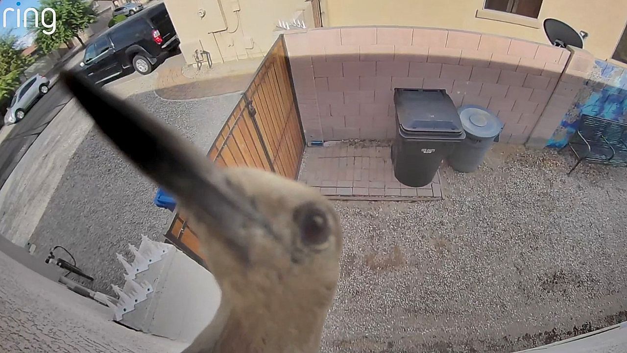 Woodpecker in Arizona repeatedly pecks at a home security camera