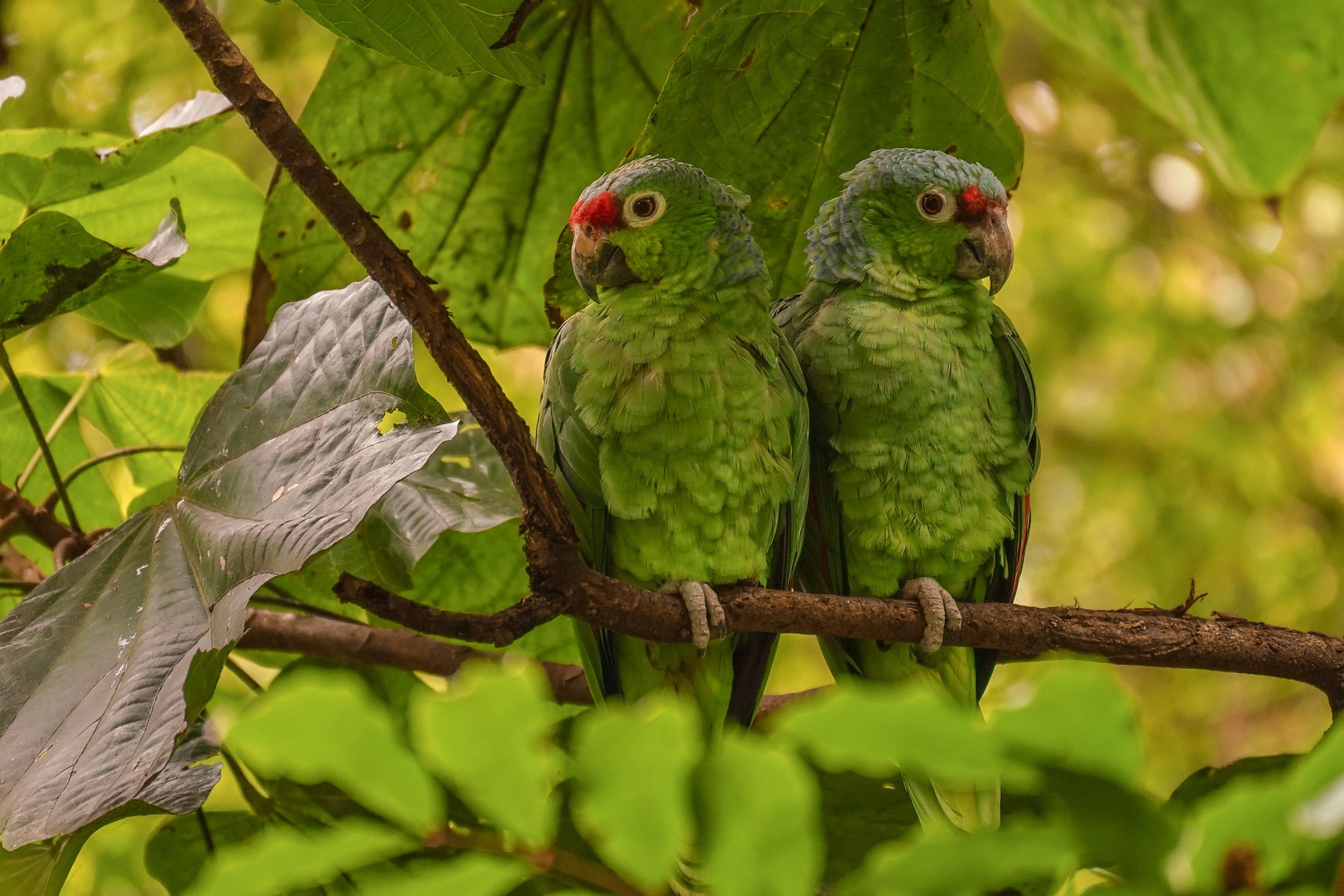 Amazon swamp birds face highest extinction risk as conservation funds ...