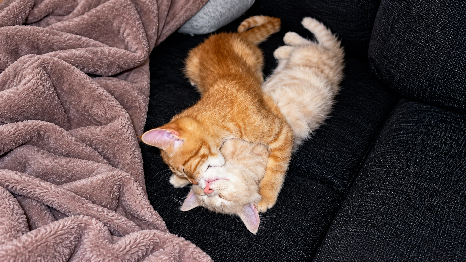 Un chat endormi serre son ami dans un câlin trop mignon