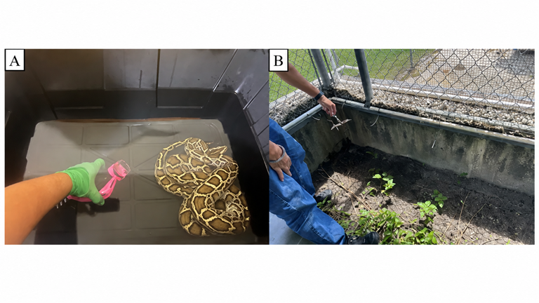 Scientists developed a DNA test for 4 invasive snakes in Florida - a ...