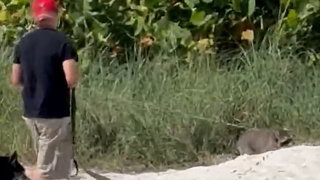Florida man spotted walking raccoon along beach