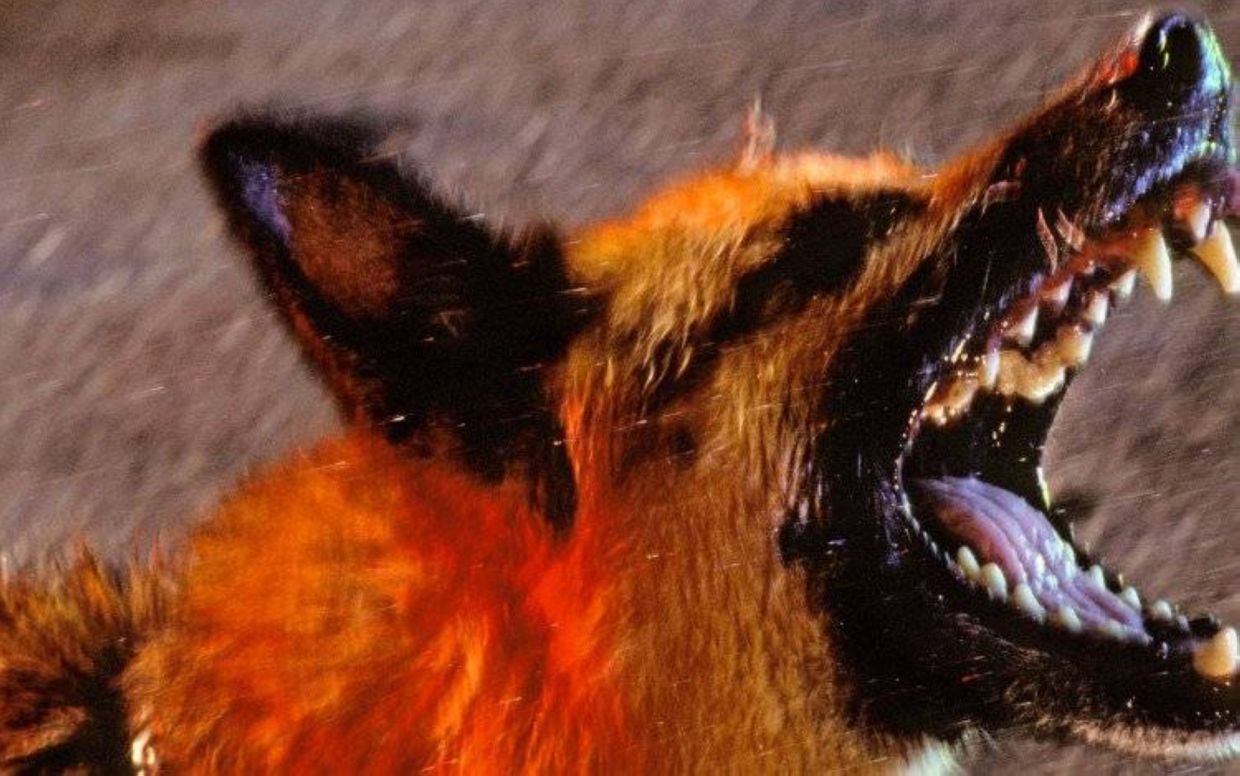 18 dogs tested for rabies in Kedah after man bitten near Thai border