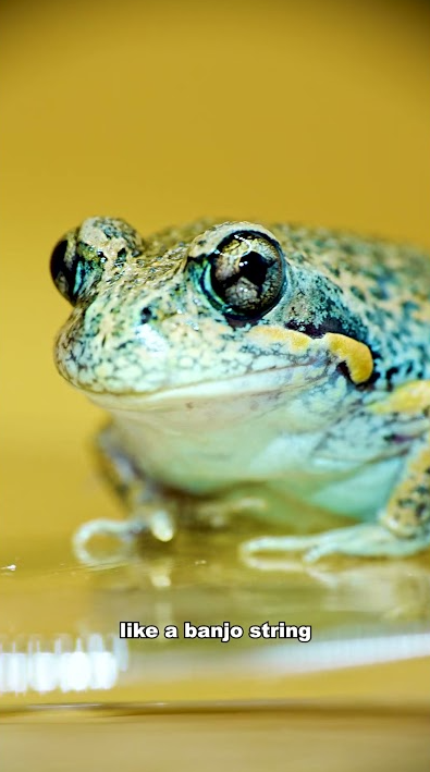 Rare close up of a pobblebonk frog’s eye