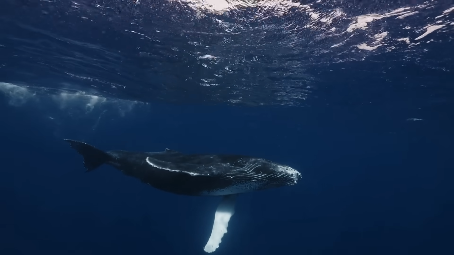 A 27-ton whale was pulled from the sea with two legs - scientists ...