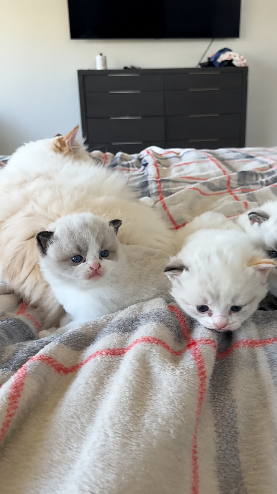 The ultimate cute cat compilation to brighten your day