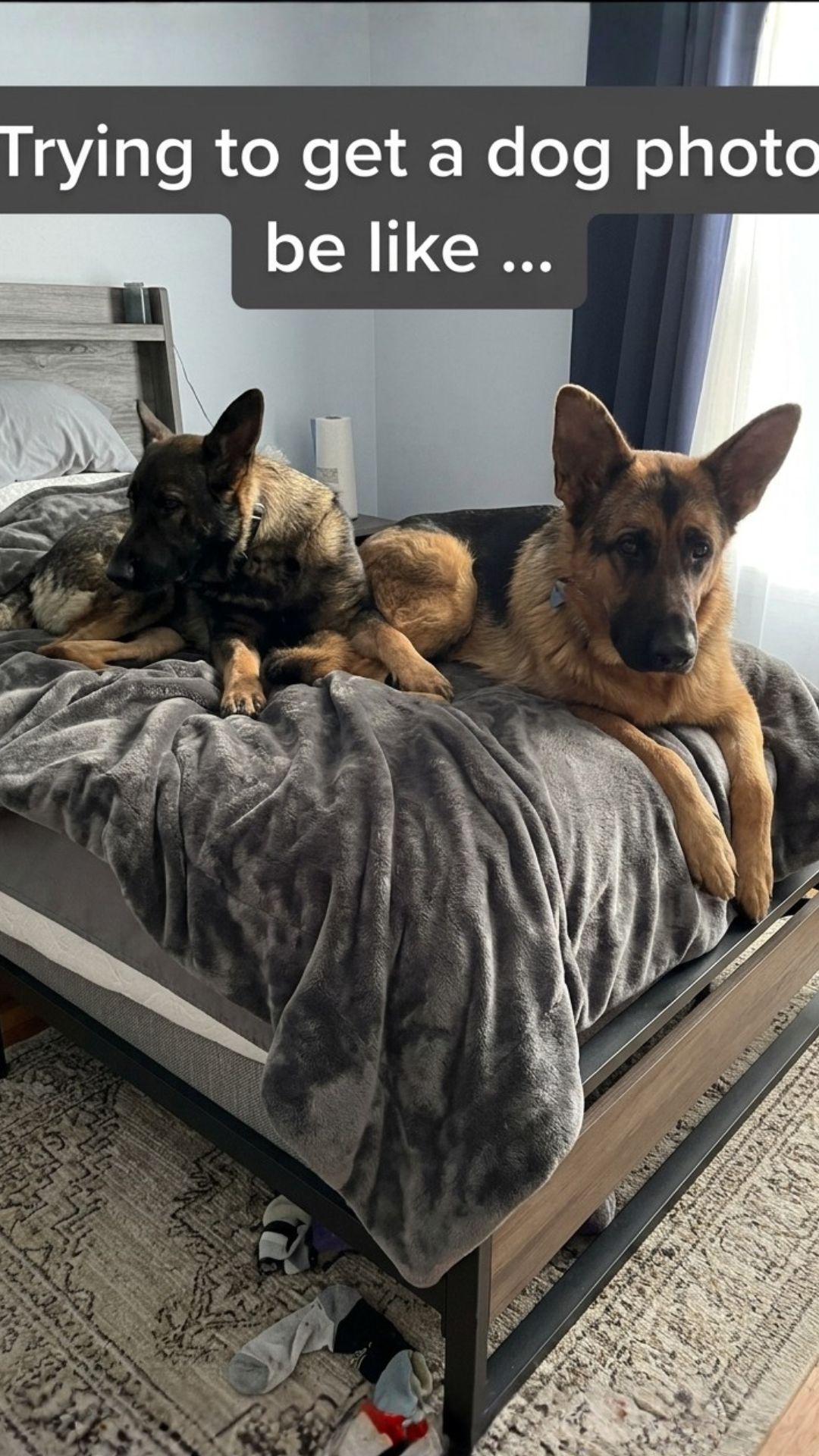 Struggle is real, this German Shepherd photoshoot is too funny